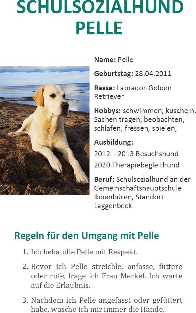 Schulhund_Pelle_Flyer